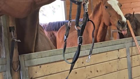 Disruption and Coach Royal Fight Over Bridle