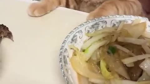Funny cats