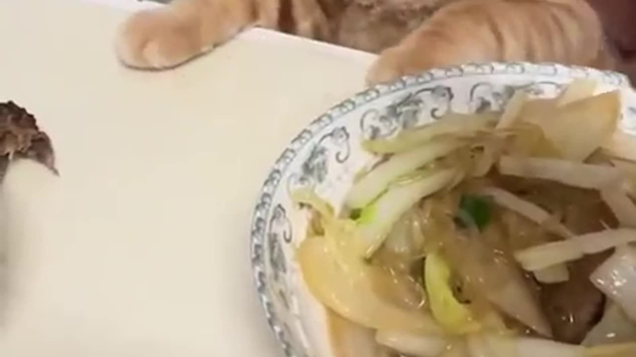 Funny cats