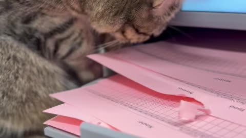 IT Cat Provides Hands-On Printer Support For Paper Jam