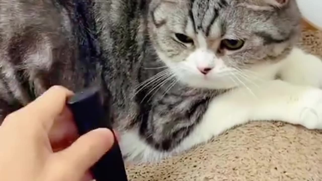 funny cat viral #cats #cutecats #foryou