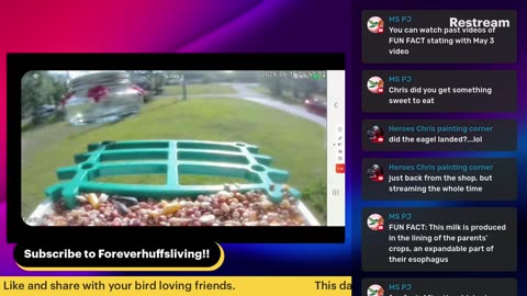 Bird Feeder Live 5-16