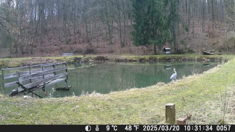 20032025 Fischreiher