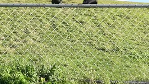 How Animals Get Over a Fence !