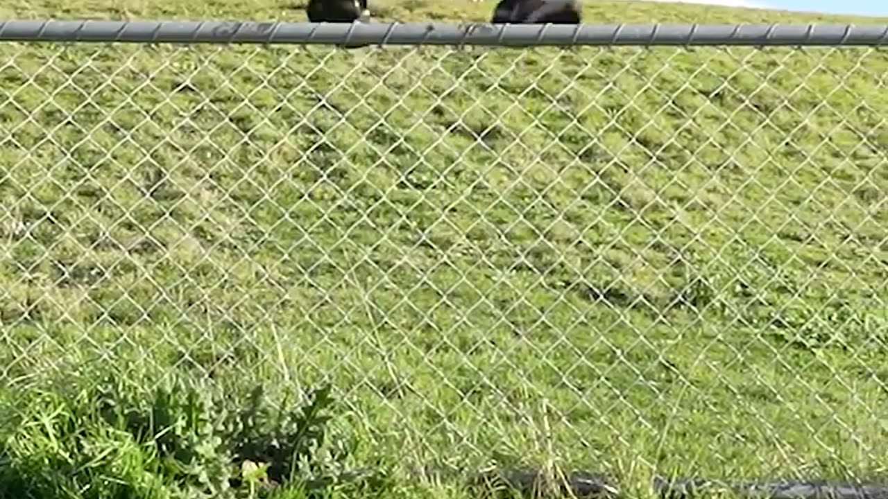 How Animals Get Over a Fence !