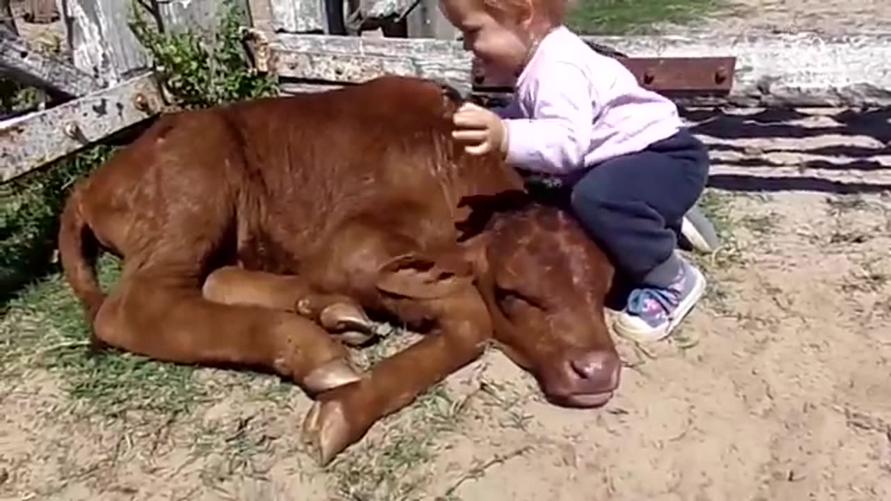 cute animals