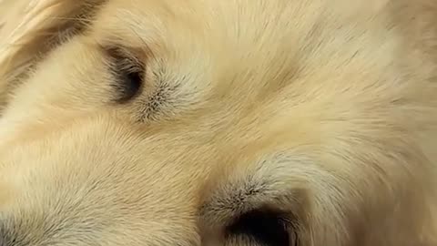 Dog's Comedy Videos 🤣 so cute videos and puppies comedy scenes 🤣 so cute 🥰🥰🥰🥰