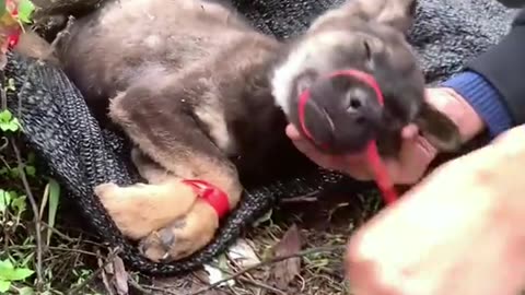 Rescue a puppy