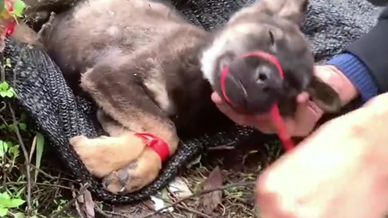 Rescue a puppy