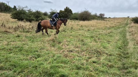 Girl Fall Head First Off Her Horse