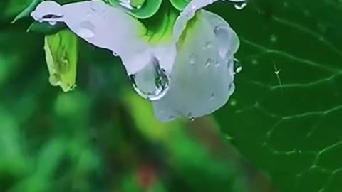 Rain Drops On White Flower Scene