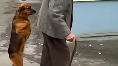 verry funny dog