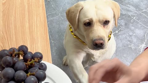 狗狗：你逗我玩吗？ 吃了感觉没吃！Dog: Are you teasing me? It felt like I didn't eat!