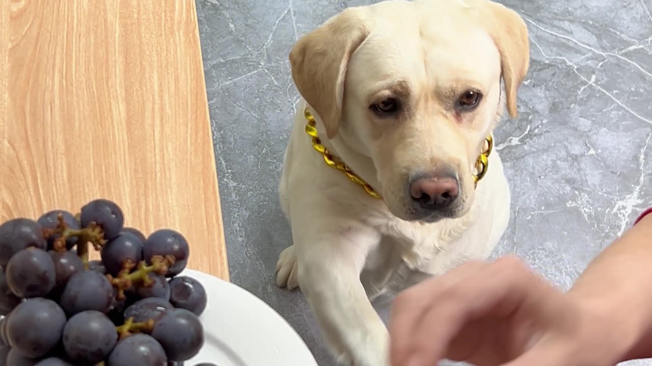 狗狗：你逗我玩吗？ 吃了感觉没吃！Dog: Are you teasing me? It felt like I didn't eat!