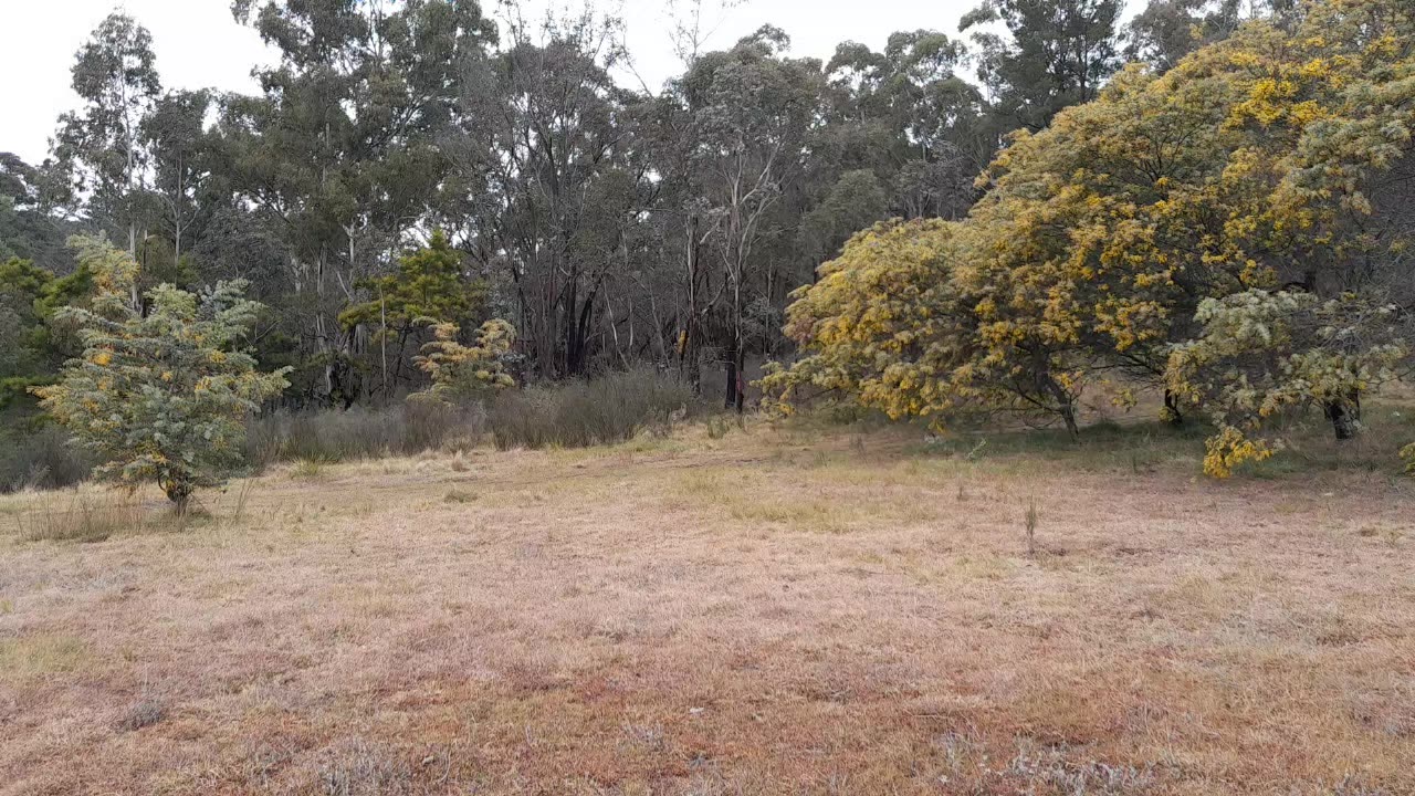 Kangaroos in the bush