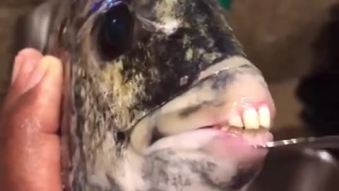 🐟🤔 Is This Fish Real or a Nightmare? | TheHauntingHour