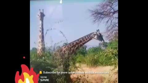 Giraffe Neck Fight Gets Out of Control 😱🦒 | You’ve NEVER Seen This Before!