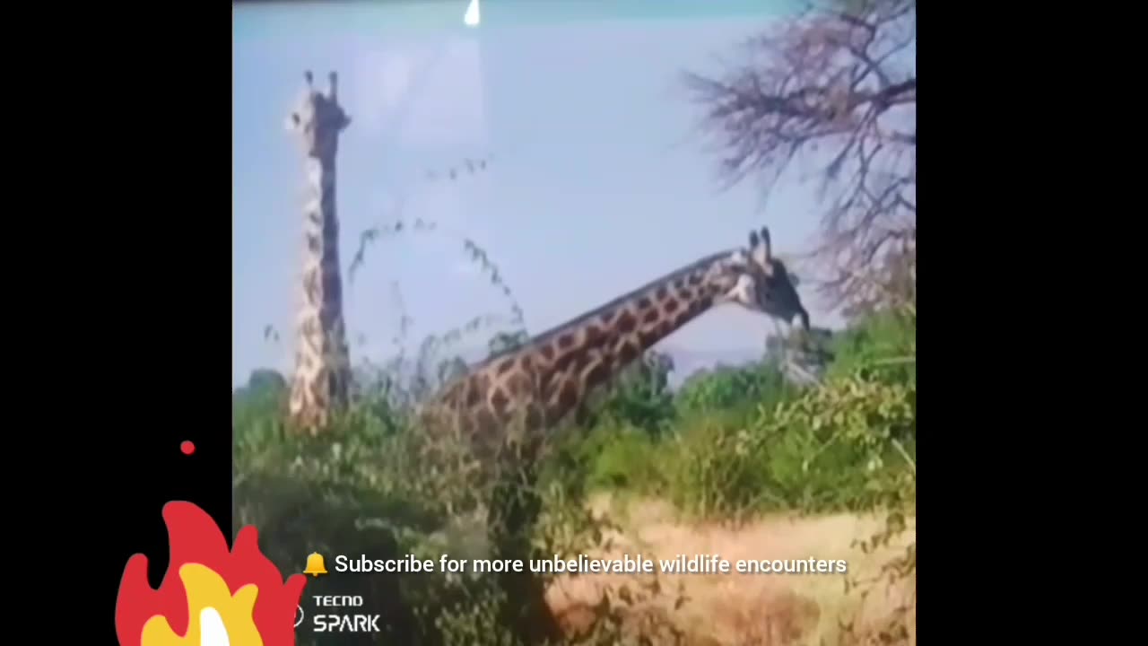 Giraffe Neck Fight Gets Out of Control 😱🦒 | You’ve NEVER Seen This Before!