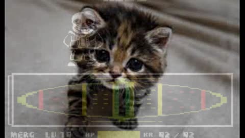 Du lässt jetzt alles stehen und liegen und schaust dir mehr Katzenbilder an