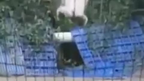 Cats Losing Balance in the Funniest Ways