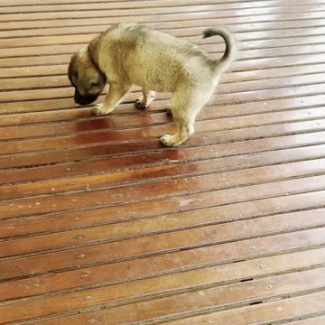 Lovely puppies for you ❤️❤️