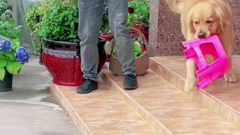 Lovely pets