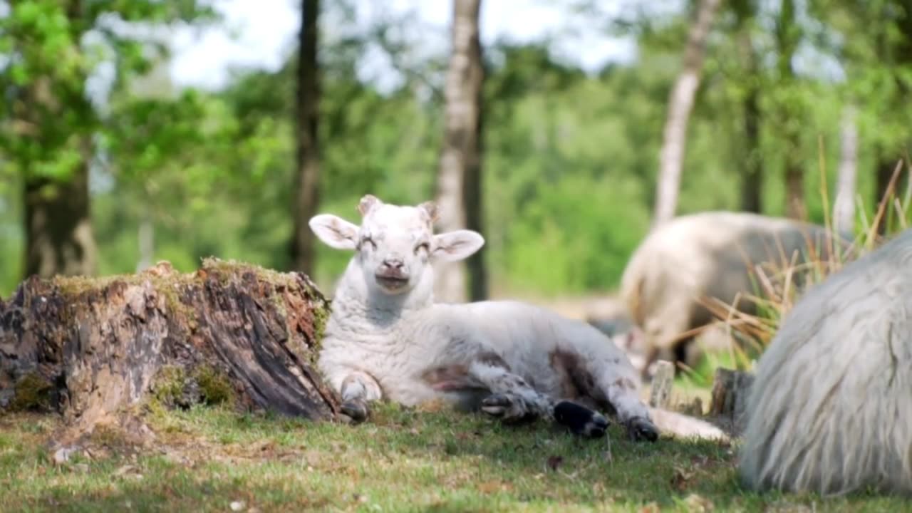 The Sound of Sheep in the Mountains 🐑 | Peaceful Nature Ambience for Relaxation