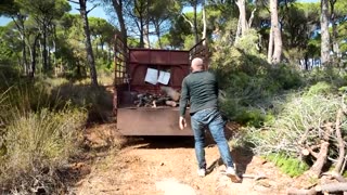 Lebanon's historic pines are dying, one cone at a time