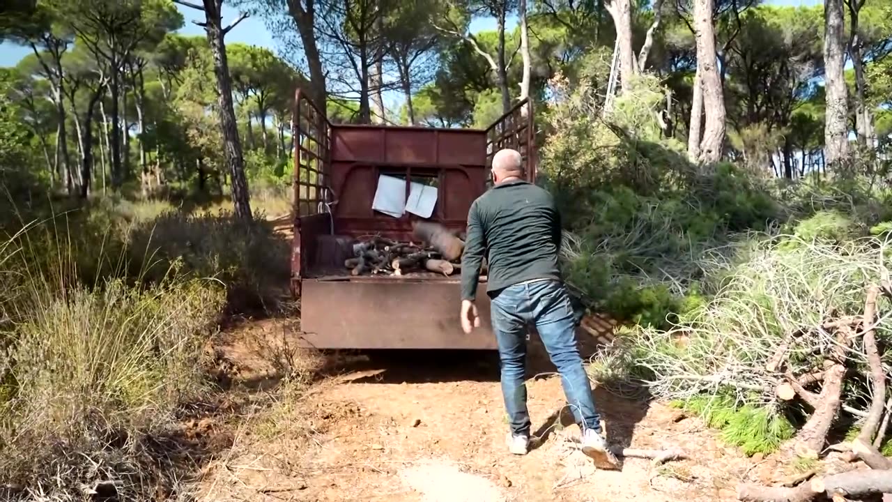 Lebanon's historic pines are dying, one cone at a time