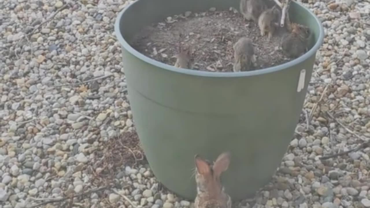 mother rabbit