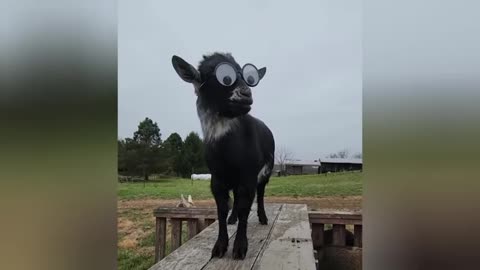 funny-animals-videos--funniest-cats-and-dogs-202XX pt.3