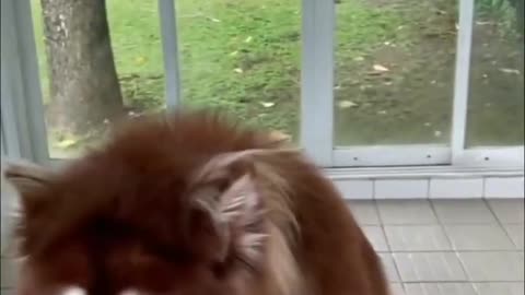 😍Cute Big Dogs | Cute Dog Compilation #shorts