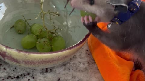 Pastrami the Baby Opossum Stole a Grape