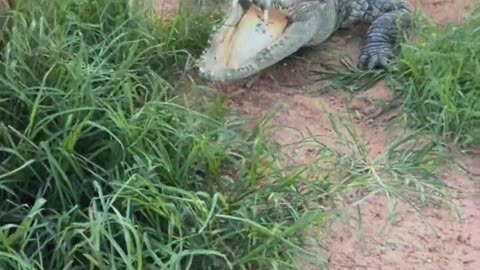 Alligators are afraid of shovels.