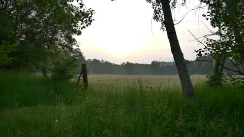 Birds Chirping on a Spring Morning - Nature Sounds - Meditation