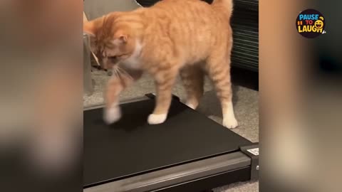 Ultimate Funny Animals Compilation 2025! 😂🐾 You Won’t Stop Laughing!