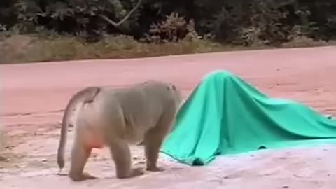wild monkey, monkey funny moments, monkey life