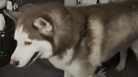Husky Sneezes and Says I Love You