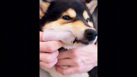 ASMR DOG CUTE