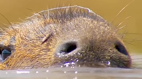 Jaguar — The Jungle’s Supreme Hunter 🐆🔥