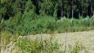 bosque valdiviano