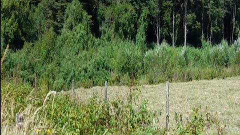 bosque valdiviano