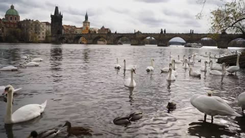 Swans swimming on the banks.