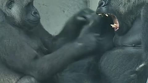 😂 Tayari the Gorilla's Bubbly Personality! | FunFM