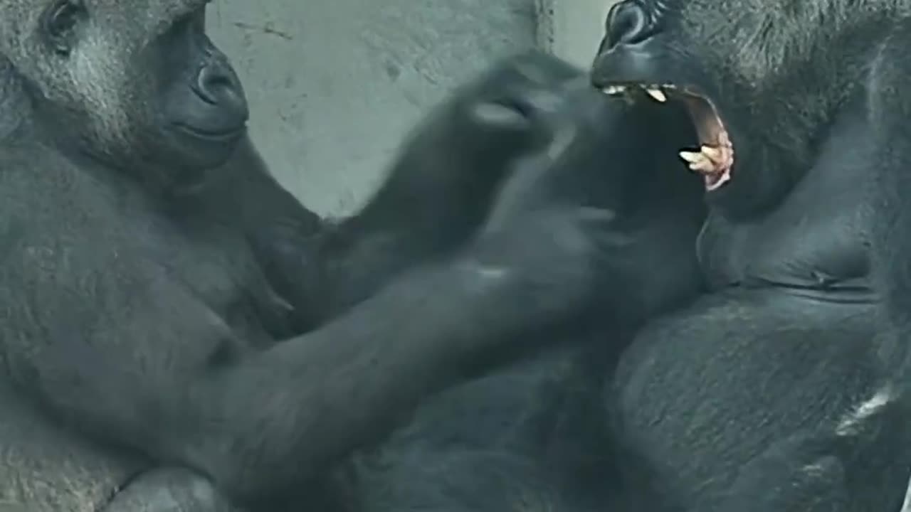 😂 Tayari the Gorilla's Bubbly Personality! | FunFM