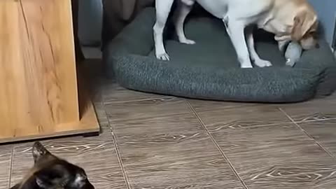 Annoyed Cat
