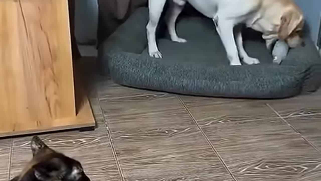 Annoyed Cat