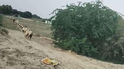 Pakistani culture