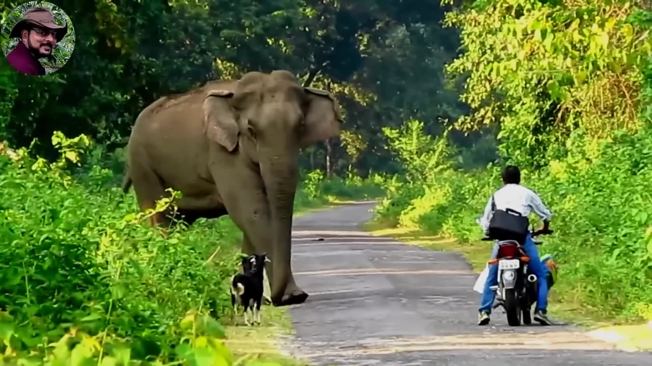 WILD LIFE