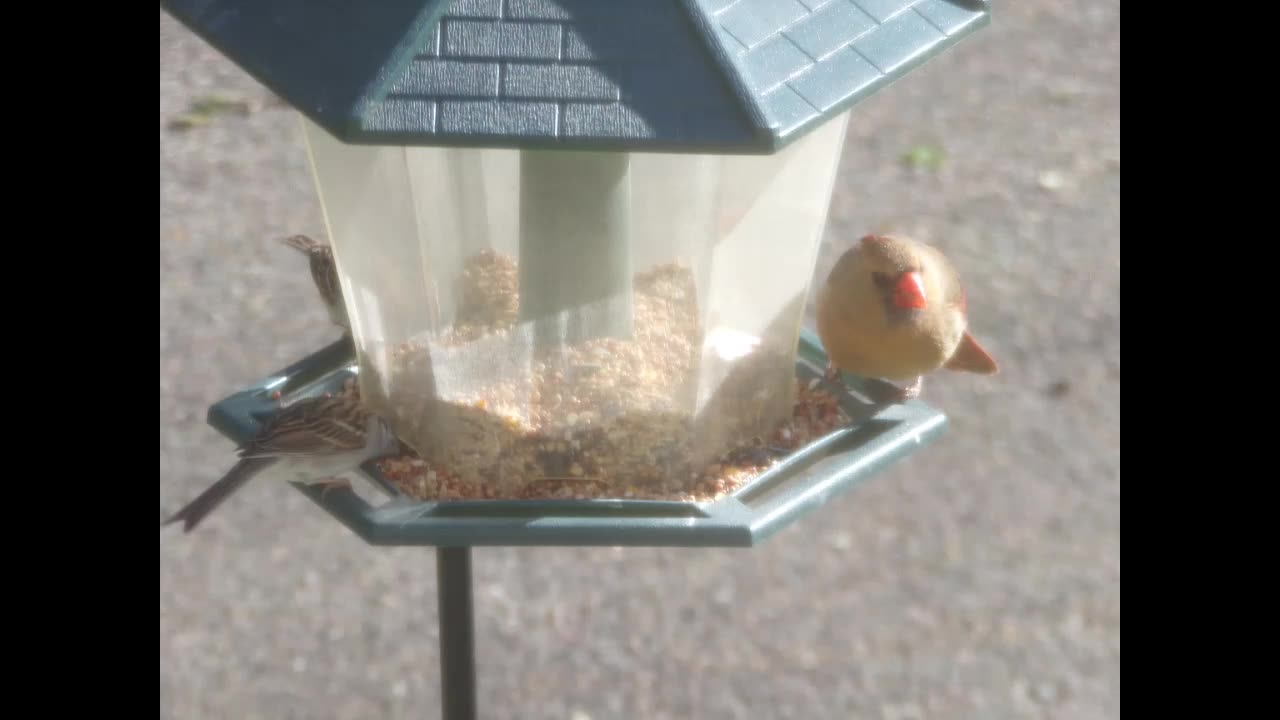Footage Of birds at a bird feeder
